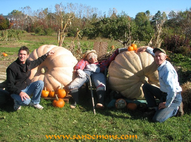 Howard Dill - 1000lb Pumpkins